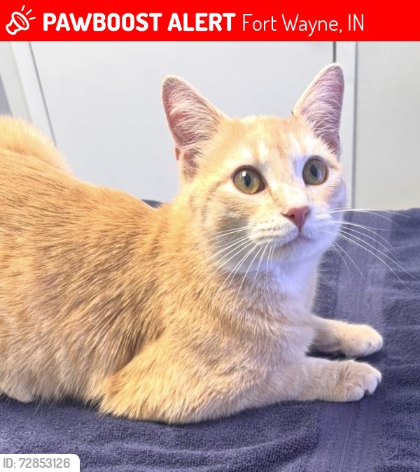 Lost Male Cat last seen Chaddsford Dr, Fort Wayne, IN 46816