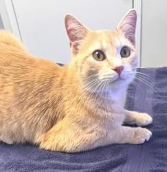 Lost Male Cat last seen Chaddsford Dr, Fort Wayne, IN 46816