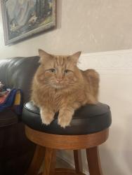 Lost Male Cat last seen Near west , West Valley City, UT 84120