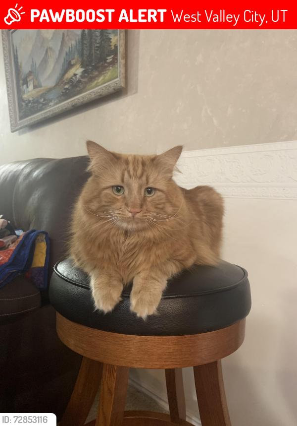 Lost Male Cat last seen Near west , West Valley City, UT 84120