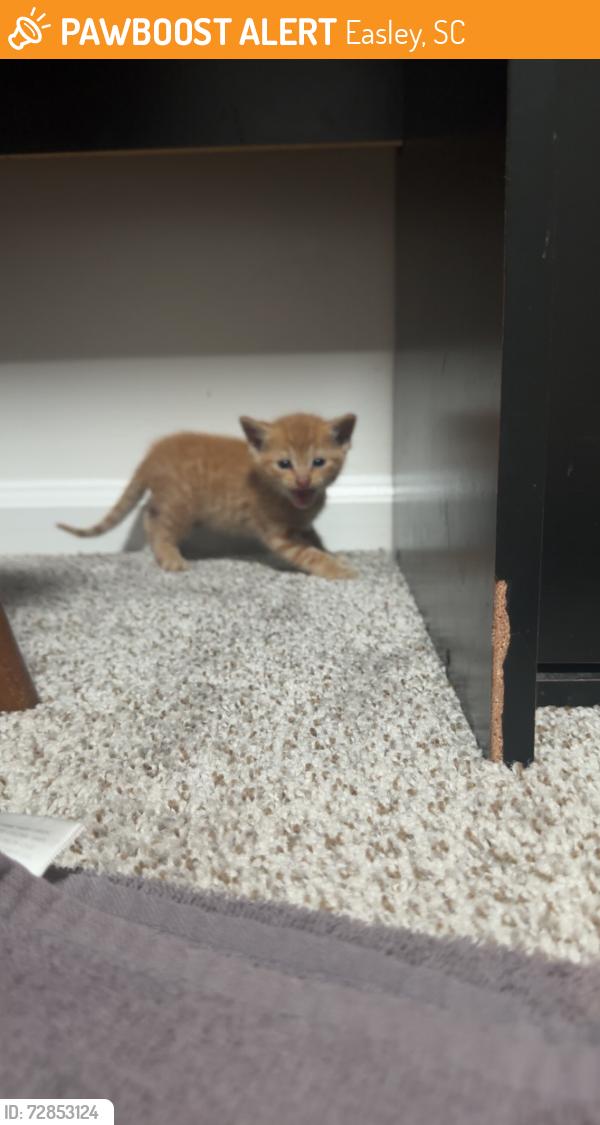 Found/Stray Unknown Cat last seen Stewart Dr. Burns Ave, Easley, SC 29640