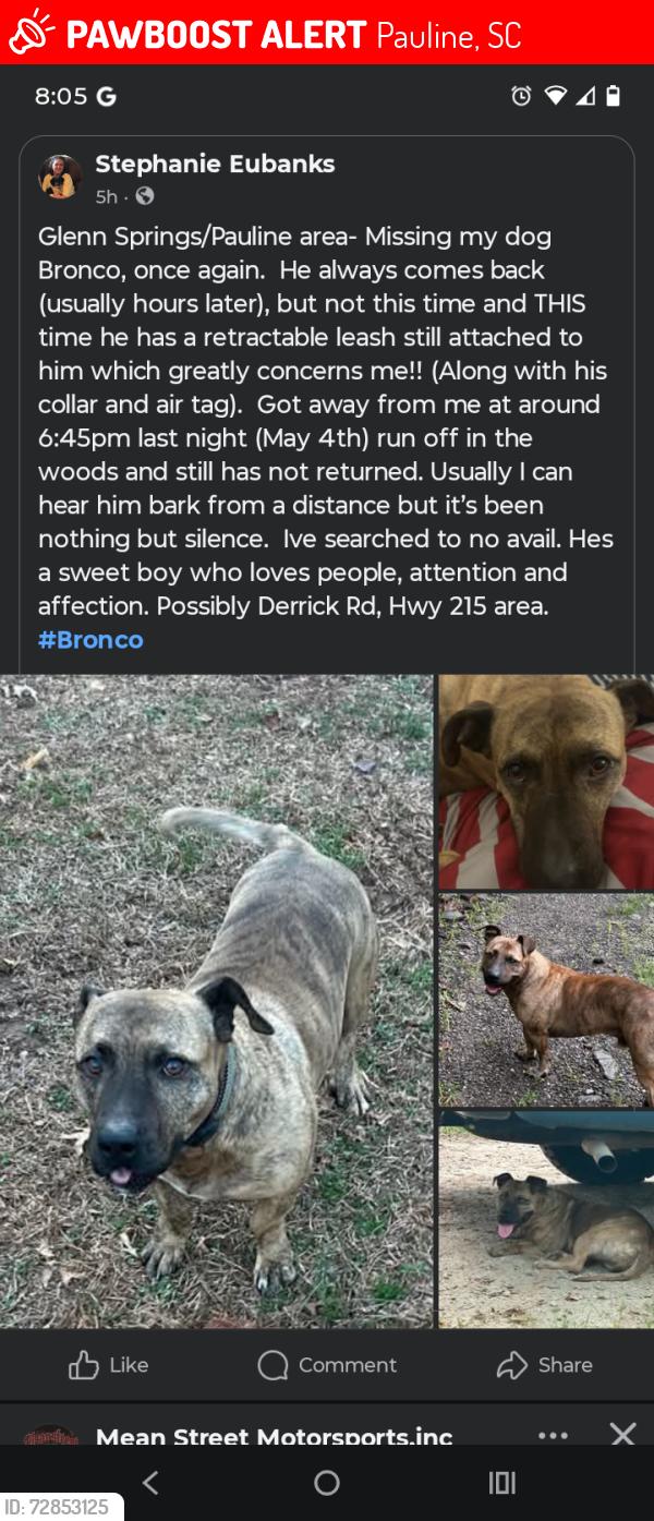 Lost Male Dog last seen Thompson road , Pauline, SC 29374