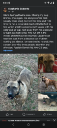 Lost Male Dog last seen Thompson road , Pauline, SC 29374