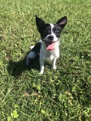 Lost Male Dog last seen Whitney rd, Clearwater, FL 33760