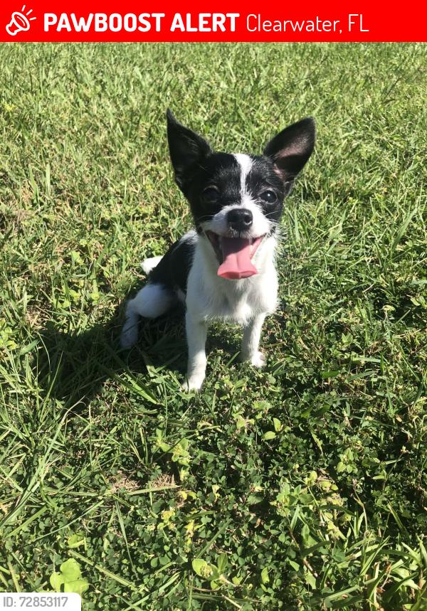Lost Male Dog last seen Whitney rd, Clearwater, FL 33760