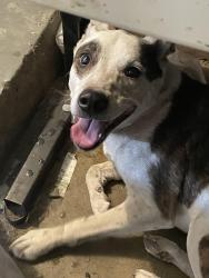 Lost Male Dog last seen Waterloo RD / Charles, Waterloo, CA 95215