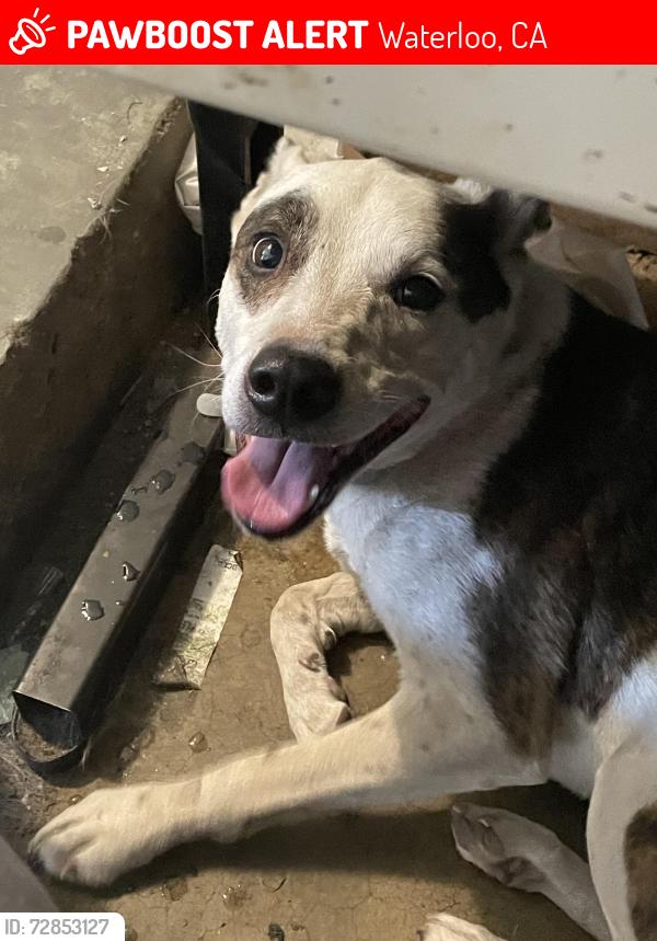 Lost Male Dog last seen Waterloo RD / Charles, Waterloo, CA 95215