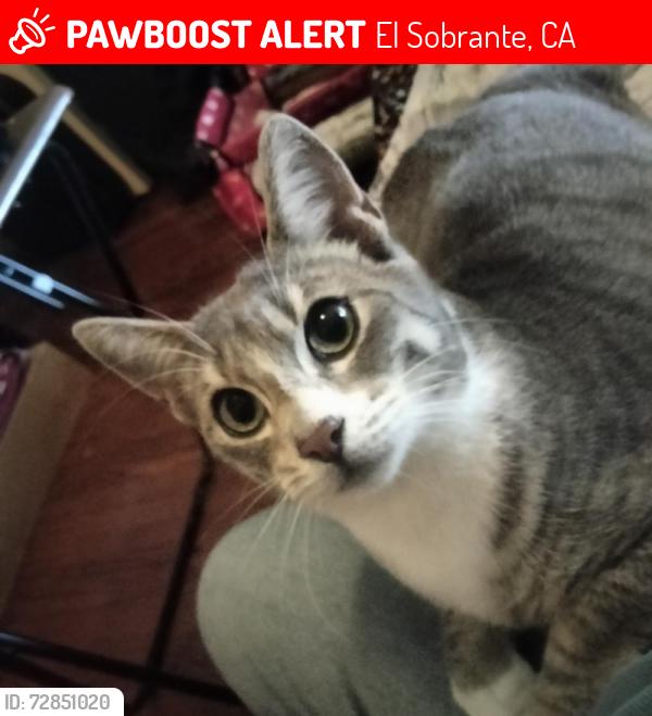 Lost Male Cat last seen Crow Canyon Commons, El Sobrante, CA 94803