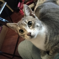 Lost Male Cat last seen Crow Canyon Commons, El Sobrante, CA 94803