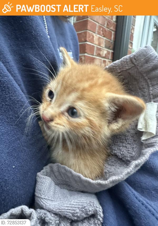 Found/Stray Unknown Cat last seen Burns Ave, Easley, SC 29640