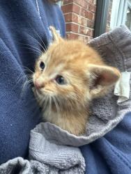 Found/Stray Unknown Cat last seen Burns Ave, Easley, SC 29640