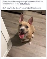 Reunited Male Dog last seen Near Cox Rd, Richmond, VA 23233