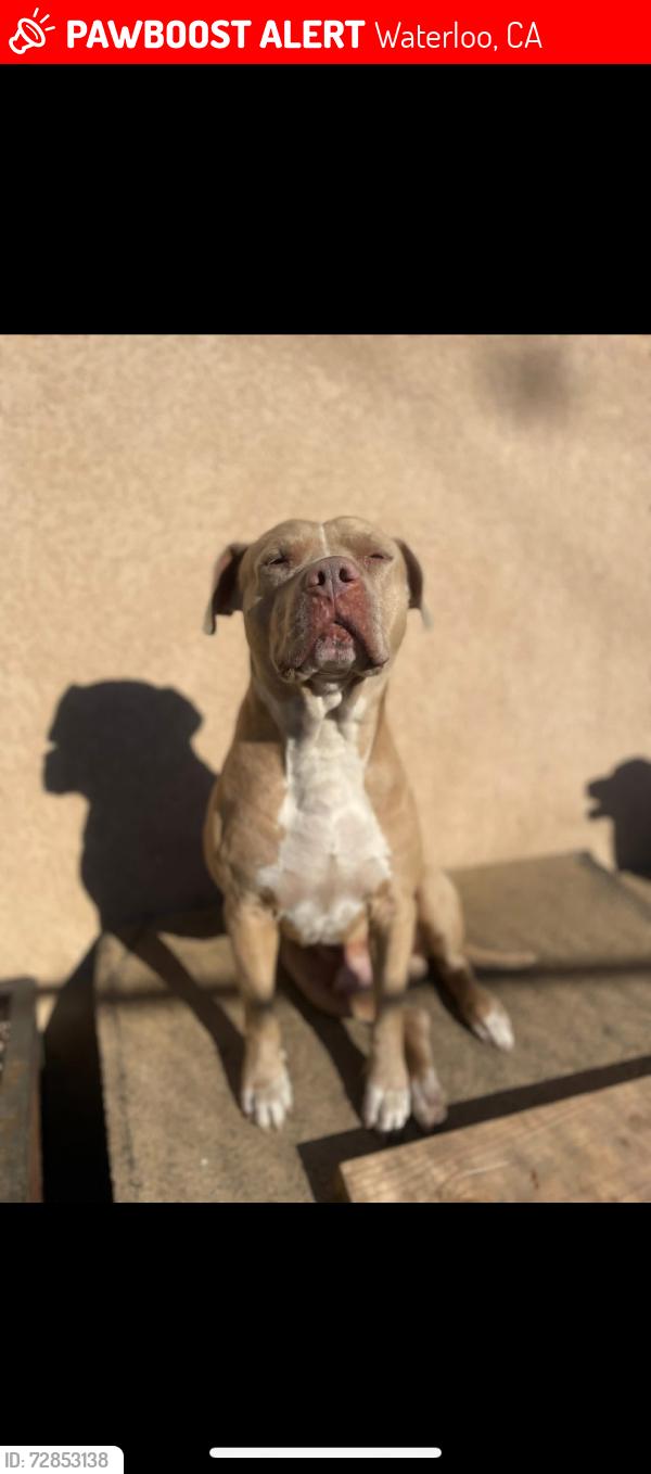 Lost Male Dog last seen Waterloo and Charles Street , Waterloo, CA 95215