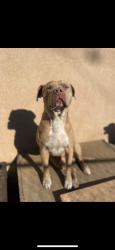 Lost Male Dog last seen Waterloo and Charles Street , Waterloo, CA 95215