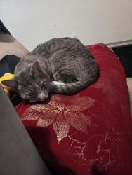 Lost Male Cat last seen Last seen 512 S Oakdale avenue , Medford, OR 97501