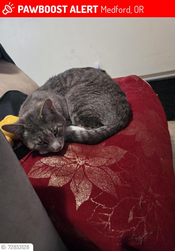 Lost Male Cat last seen Last seen 512 S Oakdale avenue , Medford, OR 97501