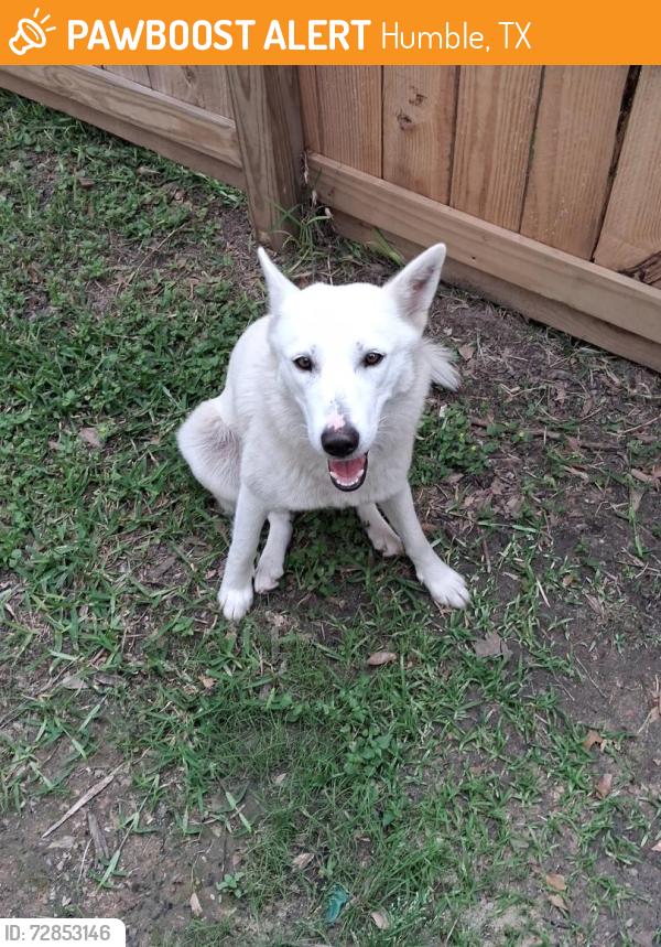 Found/Stray Female Dog last seen Possums Run Drive and Woodland Hills, Humble, TX 77396