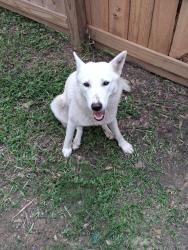 Found/Stray Female Dog last seen Possums Run Drive and Woodland Hills, Humble, TX 77396
