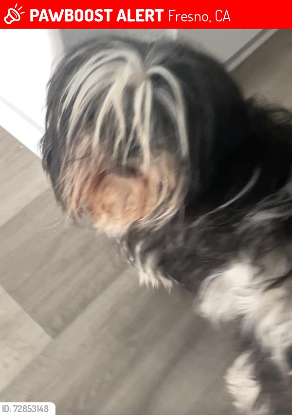 Lost Female Dog last seen Near N Madelyn Ave, Fresno, CA 93723