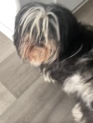 Lost Female Dog last seen Near N Madelyn Ave, Fresno, CA 93723