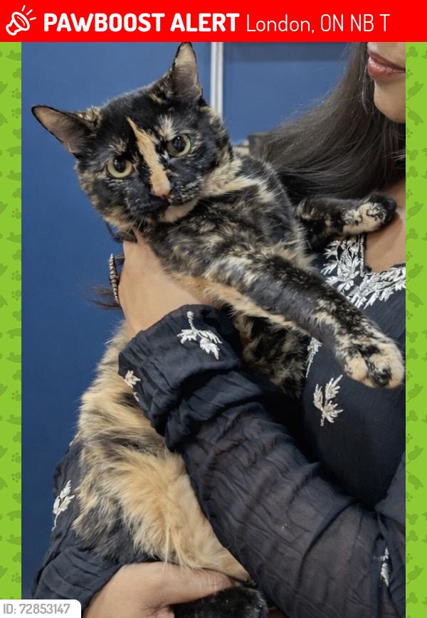 Lost Female Cat last seen Colborne at dufferin, London, ON N6B 2T5