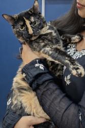 Lost Female Cat last seen Colborne at dufferin, London, ON N6B 2T5