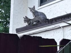 Found/Stray Male Cat last seen 29th, Fort Lauderdale, FL 33309