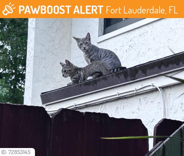 Found/Stray Male Cat last seen 29th, Fort Lauderdale, FL 33309