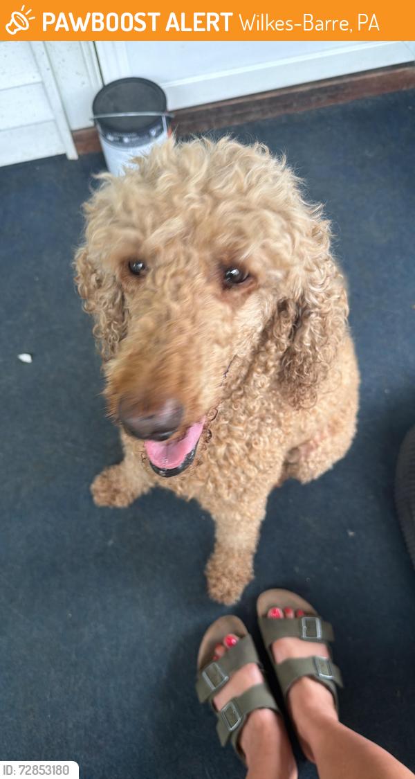 Found/Stray Female Dog last seen Hanover , Wilkes-Barre, PA 18702