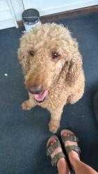 Found/Stray Female Dog last seen Hanover , Wilkes-Barre, PA 18702
