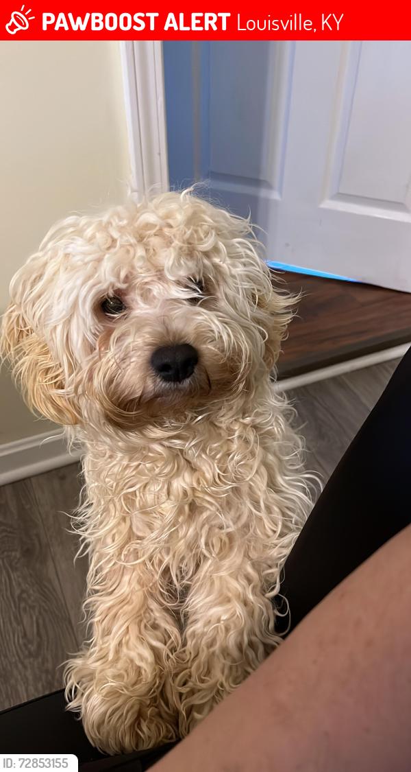 Lost Male Dog last seen Serca de una escuela, Louisville, KY 40219