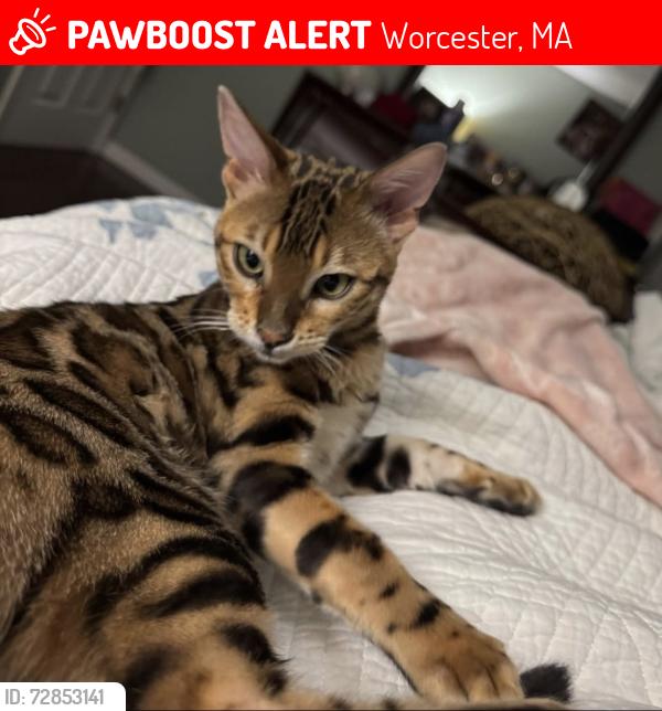 Lost Male Cat last seen Jennings St. Worcester, MA, Worcester, MA 01604