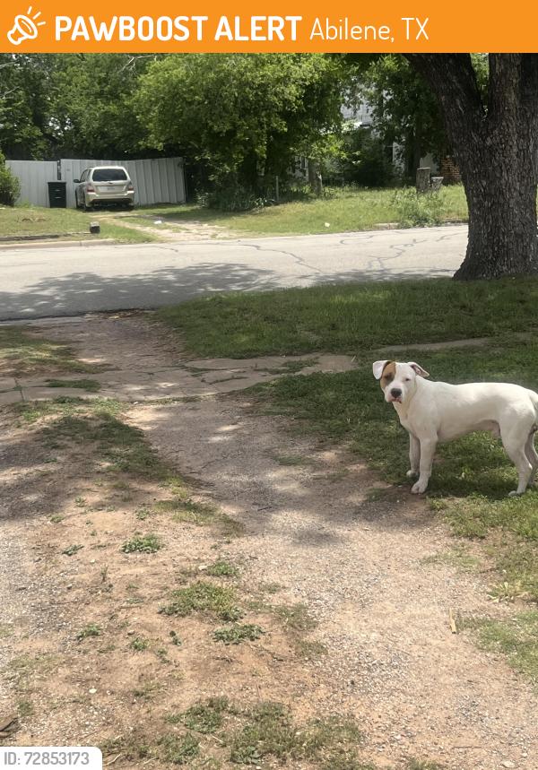 Found/Stray Male Dog last seen South 7th& Palm, Abilene, TX 79602