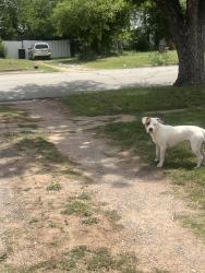 Found/Stray Male Dog last seen South 7th& Palm, Abilene, TX 79602