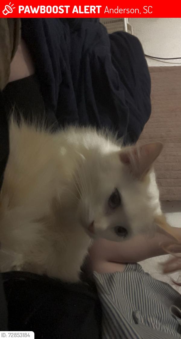 Lost Female Cat last seen Near marlon ave, Anderson, SC 29624