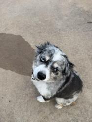 Found/Stray Female Dog last seen Fairway dr, San Angelo, TX 76904