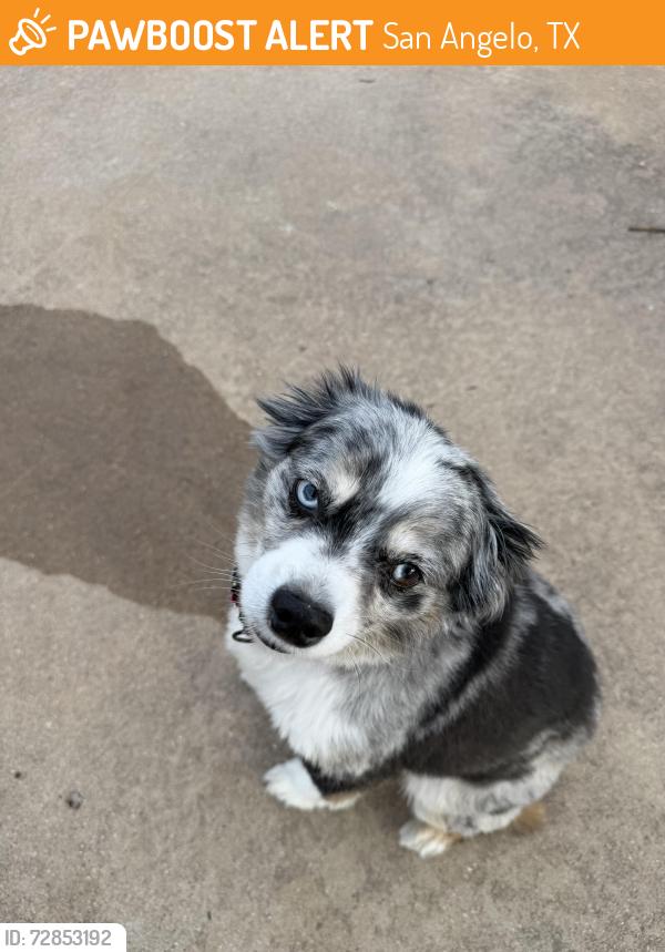 Found/Stray Female Dog last seen Fairway dr, San Angelo, TX 76904