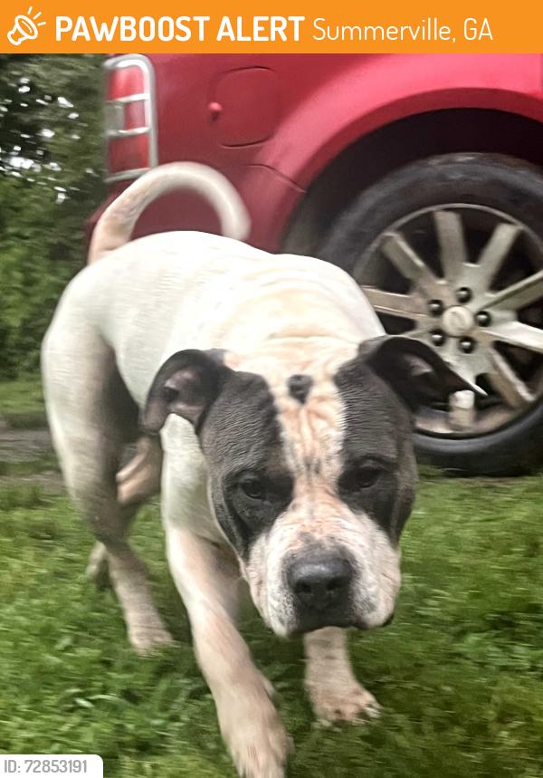 Found/Stray Male Dog last seen Gore subligna rd, Summerville, GA 30747