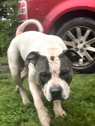 Found/Stray Male Dog last seen Gore subligna rd, Summerville, GA 30747