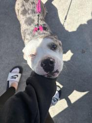Found/Stray Female Dog last seen State ave & southern , South Gate, CA 90280