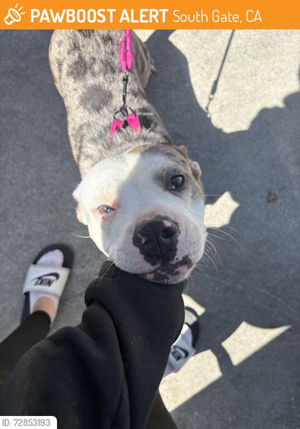 Found/Stray Female Dog last seen State ave & southern , South Gate, CA 90280
