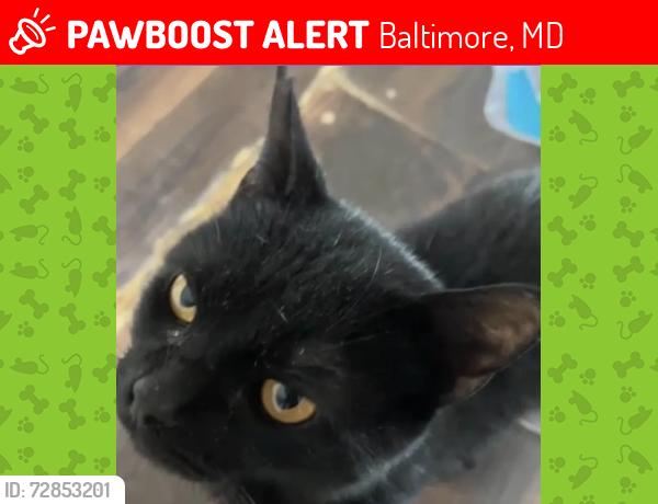 Lost Male Cat last seen Barrett rd, Baltimore, MD 21207