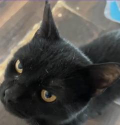 Lost Male Cat last seen Barrett rd, Baltimore, MD 21207