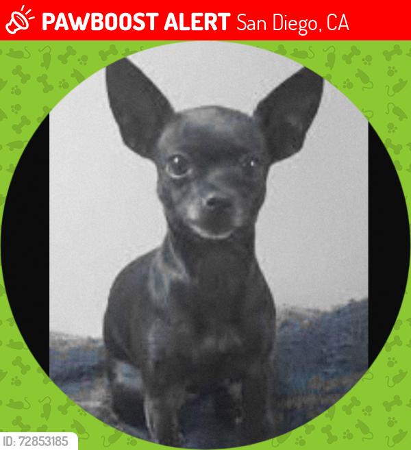 Lost Female Dog last seen university ave and 38th street SD ca, San Diego, CA 92105