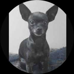 Lost Female Dog last seen university ave and 38th street SD ca, San Diego, CA 92105