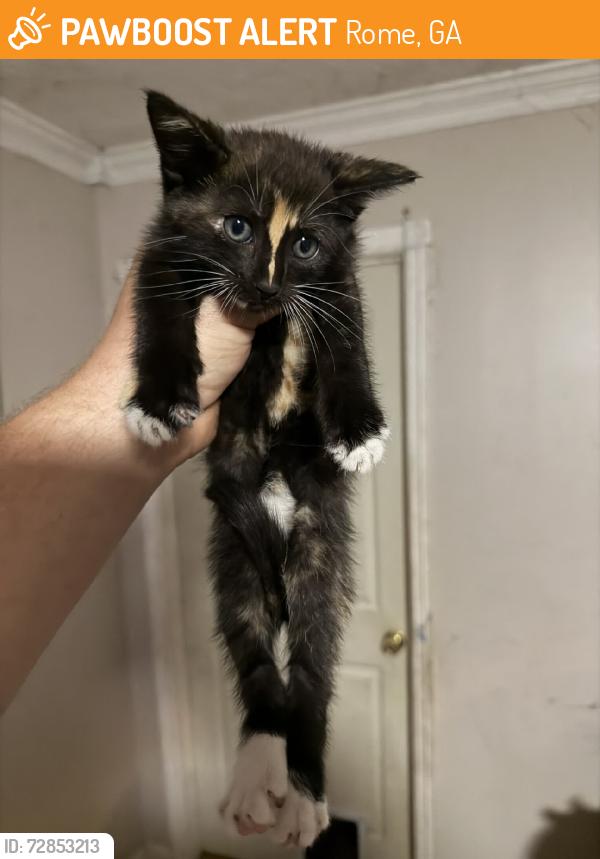 Found/Stray Unknown Cat last seen wilshire, Rome, GA 30161