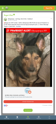 Lost Male Dog last seen Dooney and Charleston , Albuquerque, NM 87108