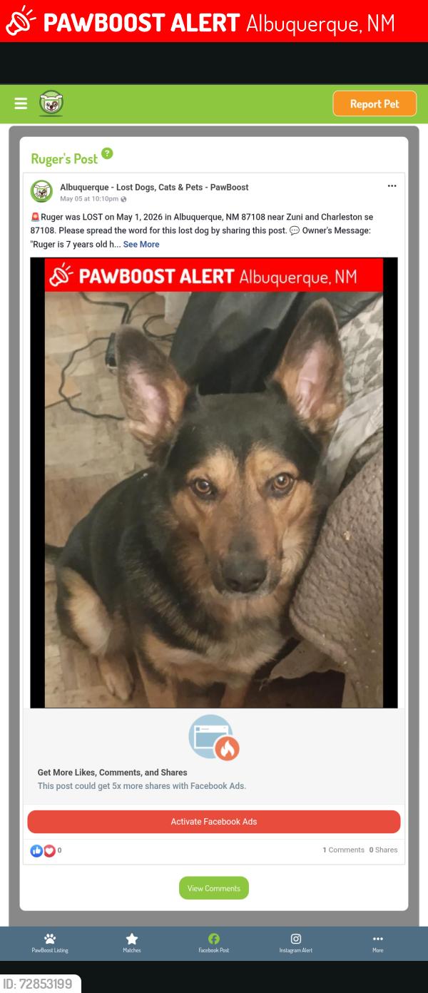 Lost Male Dog last seen Dooney and Charleston , Albuquerque, NM 87108