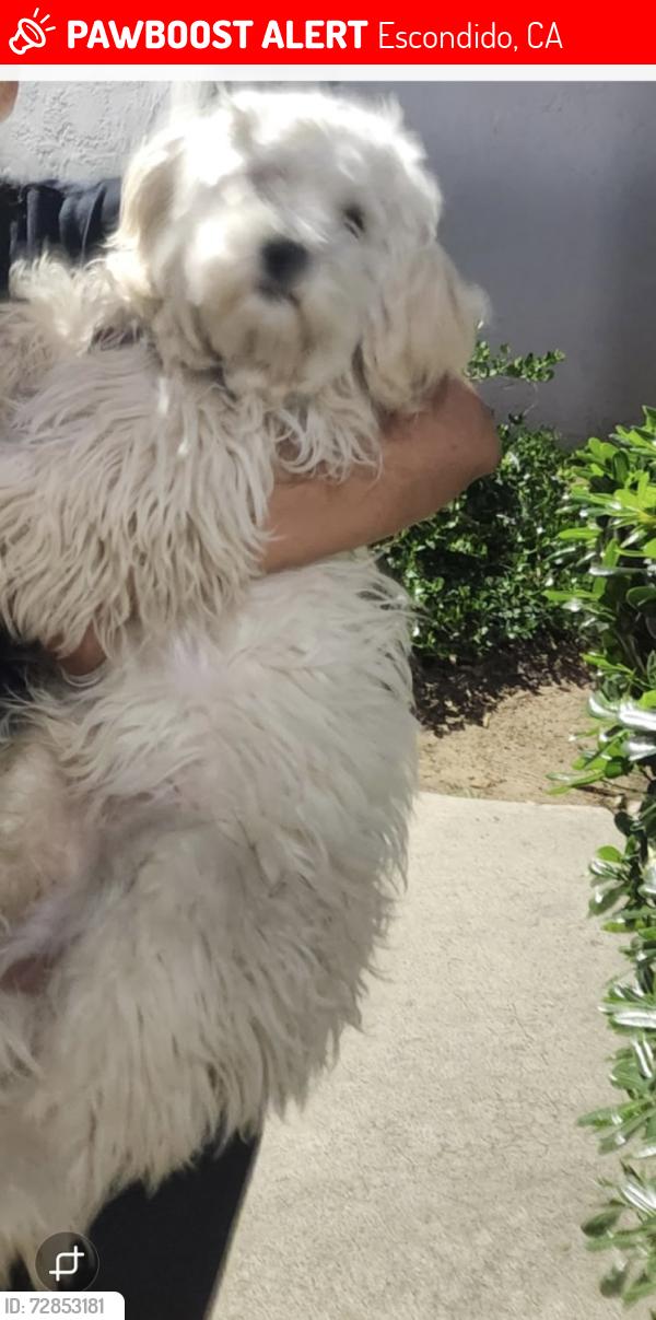 Lost Male Dog last seen Mission middle school , Escondido, CA 92025
