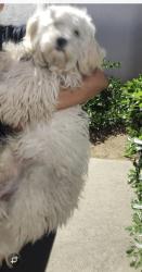 Lost Male Dog last seen Mission middle school , Escondido, CA 92025